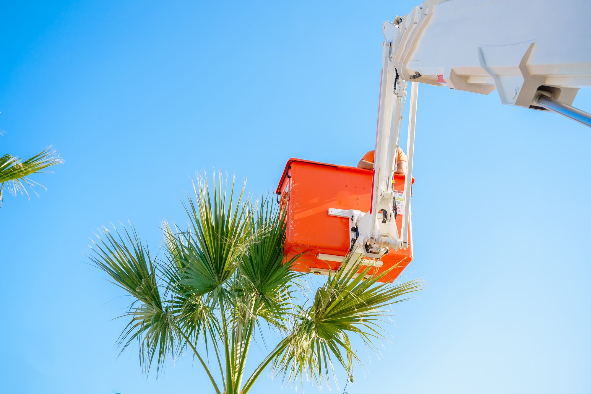 Cutting trimming high tall palm trees.Pruning palm long old dry leaves.Man city municipal service