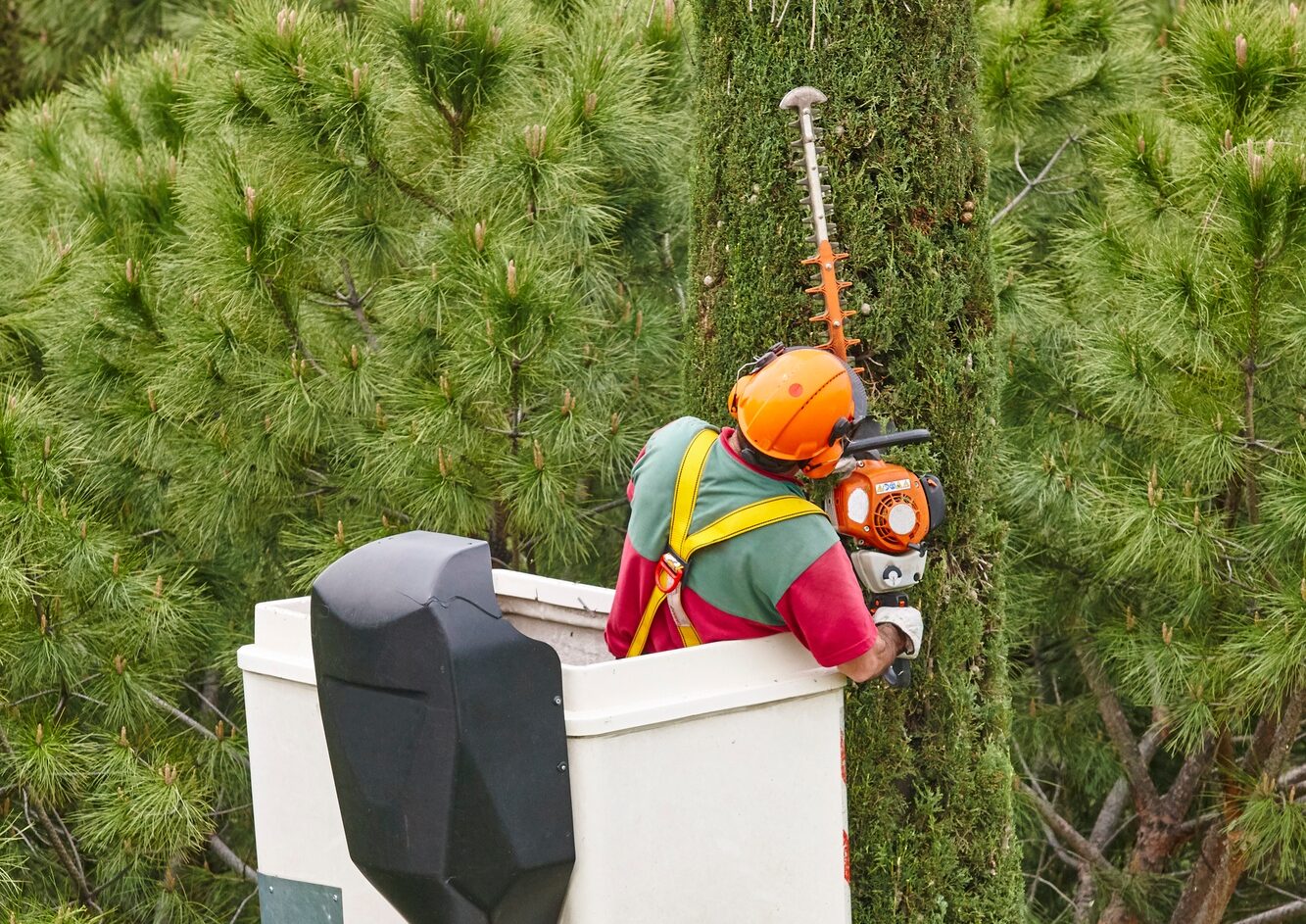 Equiped worker pruning a tree on a crane. Gardening works